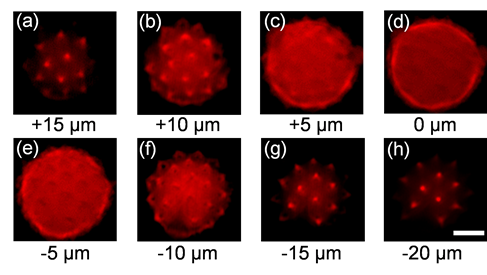   
		Figure 3. Cross-sectional images of a pollen grain at eight different depths, scanned by DMD; the scale bar is 10 µm.	 
